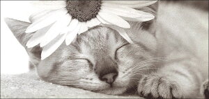 O|XgJ[h mNʐ^uԂ𓪂ɕtLv210×100mm  bZ[WJ[h Be[W re[W N㕨(BW9939400005)