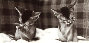 O|XgJ[h mNʐ^uтÂ낢2C̎qLv210×100mm  bZ[WJ[h Be[W re[W N㕨(BW9939400019)