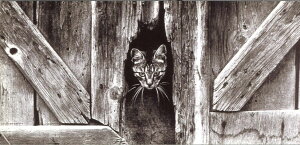 O|XgJ[h mNʐ^uԂ`Lv210×100mm  bZ[WJ[h Be[W re[W N㕨(BW9939400024)