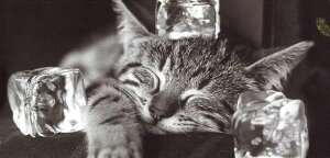 O|XgJ[h mNʐ^uQLv210×100mm  bZ[WJ[h Be[W re[W N㕨(BW9939400065)