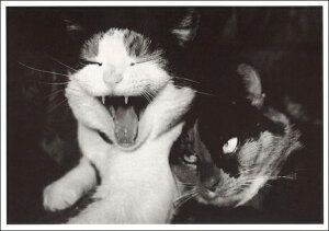 |XgJ[h mNʐ^u傫ȂтLv105×150mm bZ[WJ[h re[W Be[W N㕨(CT731)