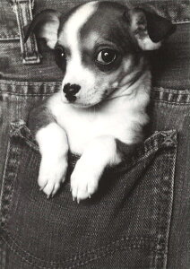 |XgJ[h mNʐ^u|Pbǧv105×150mm bZ[WJ[h re[W Be[W N㕨(CT776)