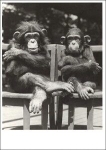 |XgJ[h mNʐ^u2C̉v105×150mm bZ[WJ[h re[W Be[W N㕨(CT9625)