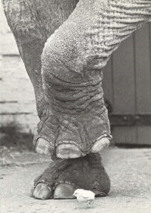 |XgJ[h mNʐ^uK^ȃqR/]Ȇv105×150mm bZ[WJ[h re[W Be[W N㕨(CT9691)