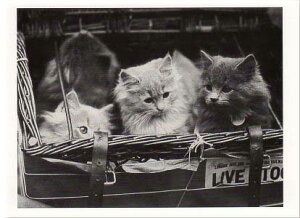 |XgJ[h mNʐ^u̒̔Lv105×150mm bZ[WJ[h Xւ͂ re[W Be[W N㕨