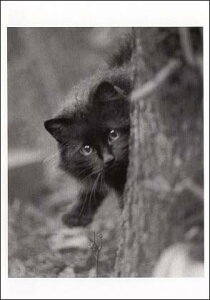 |XgJ[h mNʐ^u؂̌납oqLv105×150mm bZ[WJ[h Xւ͂ re[W Be[W N㕨