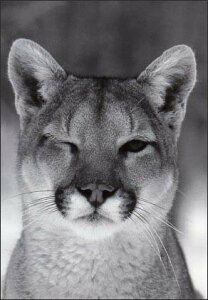 |XgJ[h mNʐ^us[}v105×150mm bZ[WJ[h Xւ͂ re[W Be[W N㕨