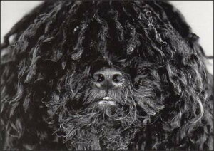 |XgJ[h mNʐ^uv105×150mm bZ[WJ[h Xւ͂ re[W Be[W N㕨