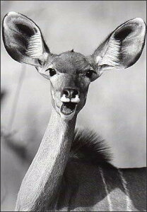 |XgJ[h mNʐ^uubVobNv105×150mm bZ[WJ[h Xւ͂ re[W Be[W N㕨