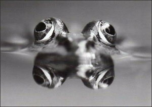 |XgJ[h mNʐ^uA}KGv105×150mm bZ[WJ[h Xւ͂ re[W Be[W N㕨