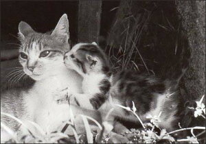 |XgJ[h mNʐ^uL̐eqv105×150mm bZ[WJ[h Xւ͂ re[W Be[W N㕨