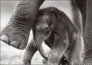 |XgJ[h mNʐ^uqǂ̃]Evu킩Iv105×150mm bZ[WJ[h Xւ͂ re[W Be[W N㕨