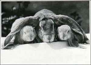 ポストカード モノクロ写真「3羽のうさぎ 」105×150mm メッセージカード 郵便はがき ビンテージ ヴィンテージ 年代物