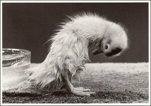 |XgJ[h mNʐ^uтqiv105×150mm bZ[WJ[h re[W Be[W N㕨