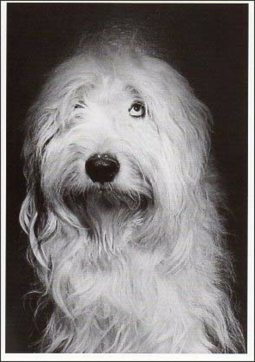 楽天市場 ポストカード モノクロ写真 反省して謝る犬 105 150mm メッセージカード ビンテージ ヴィンテージ 年代物 ユージニア 楽天市場店