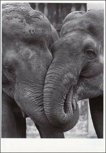 |XgJ[h mNʐ^uǂȃ]Ev105×150mm bZ[WJ[h re[W Be[W N㕨