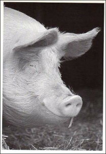 |XgJ[h mNʐ^uΊ̃u^v105×150mm bZ[WJ[h Xւ͂ re[W Be[W N㕨