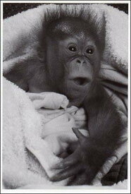 楽天市場 Orangutanの通販