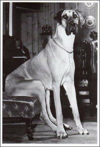 |XgJ[h mNʐ^uĂ錢v105×150mm bZ[WJ[h Xւ͂ re[W Be[W N㕨