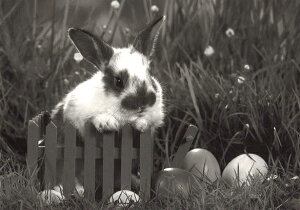 ポストカード モノクロ写真「イースターラビット」105×150mm うさぎ メッセージカード 郵便はがき ビンテージ ヴィンテージ 年代物