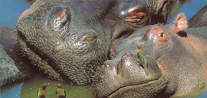 OT}[J[h |XgJ[h J[ʐ^upHvĕ  Jo  bZ[WJ[h(FR9939100027)