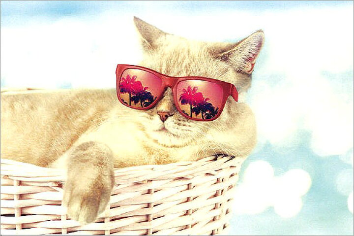 楽天市場 ポストカード サマー カラ 写真 Sunglasses Cat サマーカード サングラスの猫 ヤシの木陰でくつろぐ 暑い夏 赤いサングラス メッセージカード 暑中見舞い Yos 10 ユージニア 楽天市場店