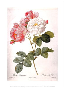 |X^[ yA[gzhD[eu_}XN[Yvy230×300mmzy̓/}U[YfCz///CeA/V(DP-265402)