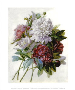 |X^[ yA[gzhD[euVNÑu[Pvy250×300mmzy̓/}U[YfCz///CeA/V(DP-267094)