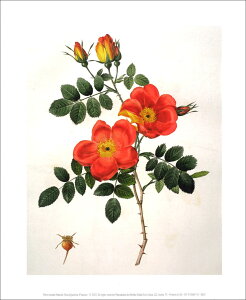 |X^[ yA[gzhD[euTEGOeAvy230×300mmzy̓/}U[YfCz///CeA/V(DP-279564)