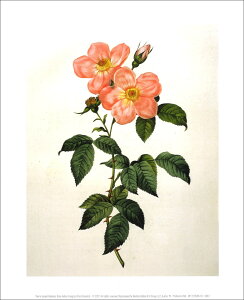 |X^[ yA[gzhD[euTECfBJEtOXvy250×300mmzy̓/}U[YfCz///CeA/V(DP-279566)