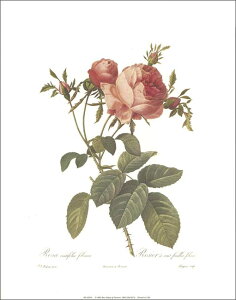 |X^[ yA[gzhD[euovy280×360mmz(RE0201)y̓/}U[YfCz///CeA/V