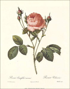 |X^[ yA[gzhD[euovy280×360mmz(RE0204)y̓/}U[YfCz///CeA/V