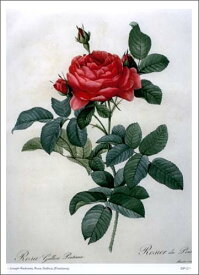 50 薔薇 おしゃれ 高画質