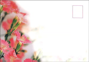 G 5Zbg 108×156mm J[ʐ^ ^[ 莆 蕨 v[g  o^C ̓(PE-016)