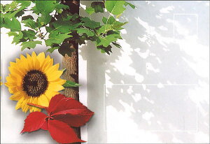G 5Zbg 108×156mm J[ʐ^ ^[ 莆 蕨 v[g Ђ܂  o^C ̓(PE-017)