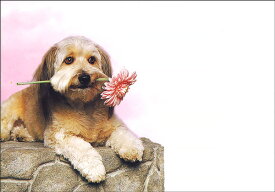 絵封筒 同柄5枚セット 108×156mm カラー写真 レター 手紙 贈り物 プレゼント 犬 イヌ 動物 バレンタイン 母の日(PE-029)