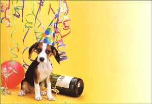 G 5Zbg 108×156mm J[ʐ^ ^[ 莆 蕨 v[g n[g  Ck  o^C ̓(PE-048)