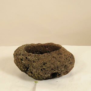 FFY yM*13-15cm@܁@邢@Tc}@JCV*