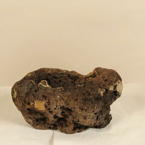 FFY yL*16-21cm@܁@邢@Tc}@JCV@