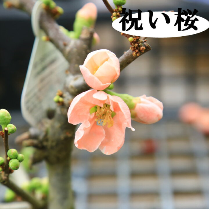 楽天市場】小品盆栽 品種が選べる：木瓜の花 (瀬戸焼三彩鉢)*放春花 