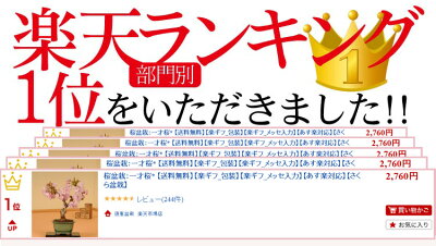 盆栽:一才桜【あす楽対応_関東】【あす楽対応_近畿】
