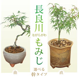 【父の日ギフト プレゼント】幹が選べる：小品盆栽 長良川もみじ* 紅葉　bonsai