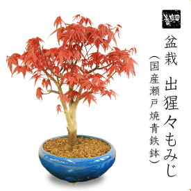 父の日 ギフト プレゼント 盆栽：出猩々もみじ大*(瀬戸焼青鉄鉢)【2023年落葉】 momiji　モミジ　紅葉　bonsai
