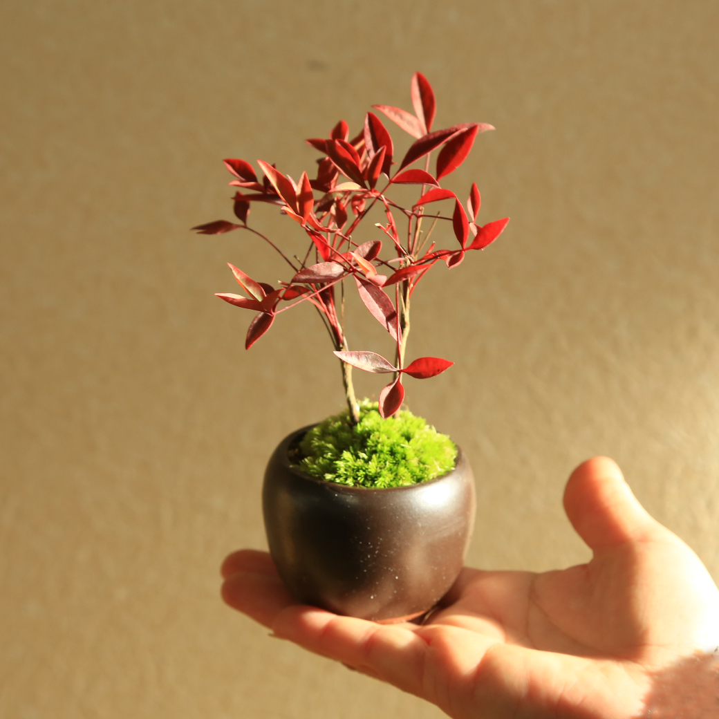 プチ盆栽：南天*　苔付き 丸陶器鉢 bonsai