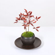 プチ盆栽：南天*＜苔・受け皿付き＞*丸陶器鉢 なんてん縁起物厄除け bonsai
