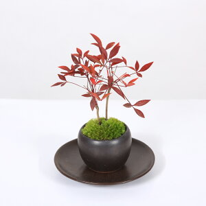 v`~́FV*ہE󂯎Mt*ۓ픫 ȂĂ񉏋N bonsai