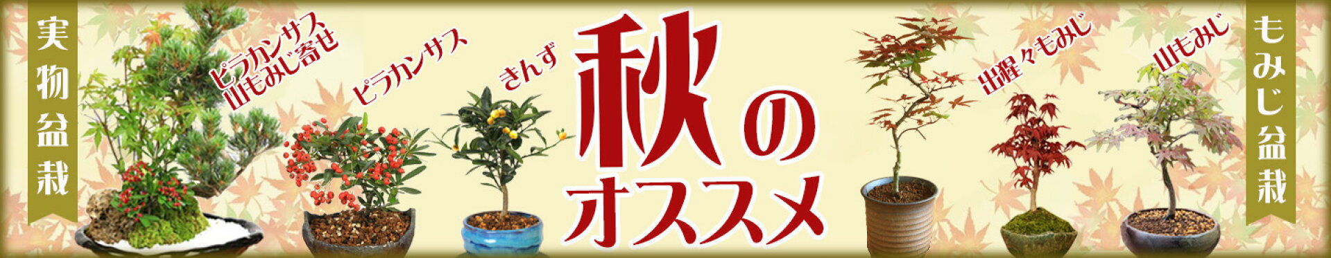 秋のオススメ