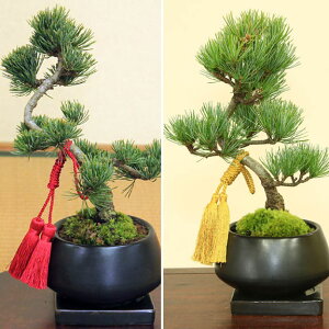 ~́Fܗti_) RE󂯎Mt*yIׂRtzyzyyΉzyڂ񂳂@{TCzyΕzbonsai