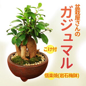 Mtgyo׉Iz܂CeA~́F KW}(K̎)yMyĊΔ~z* ۂƍt bonsai