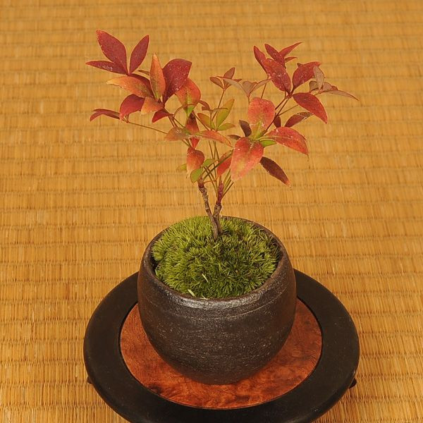 ちっちゃいプチプライス盆栽 即日出荷可 通販 黒丸鉢bonsai プチ盆栽：南天 年中無休